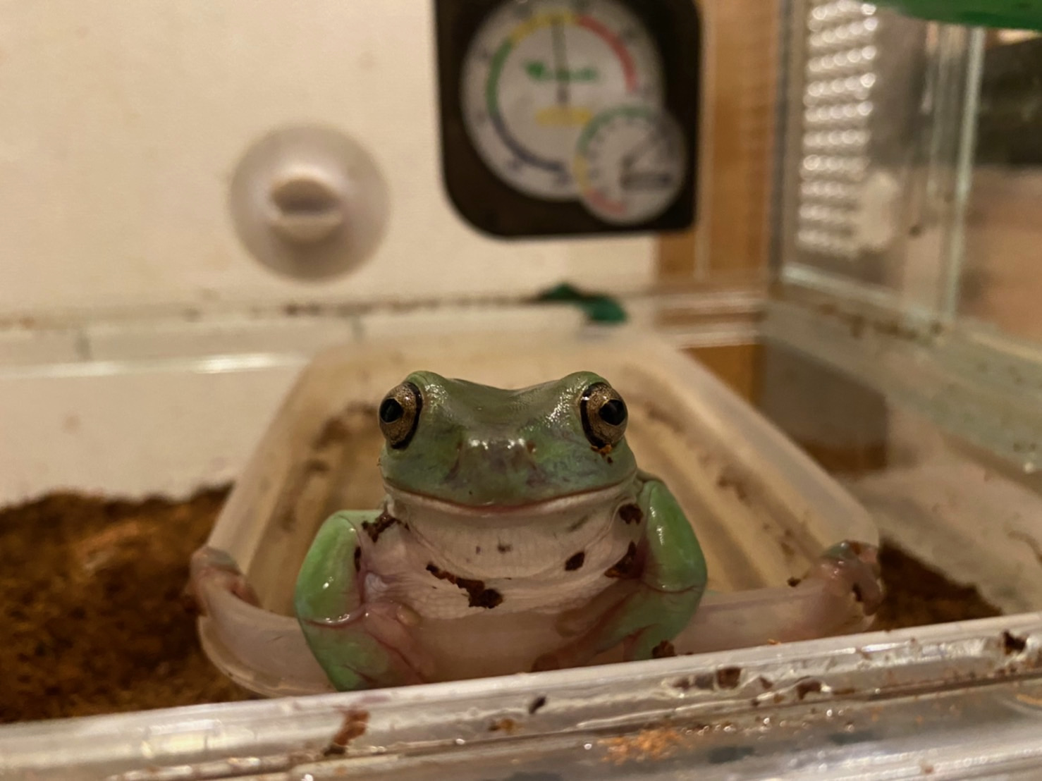 イエアメガエル